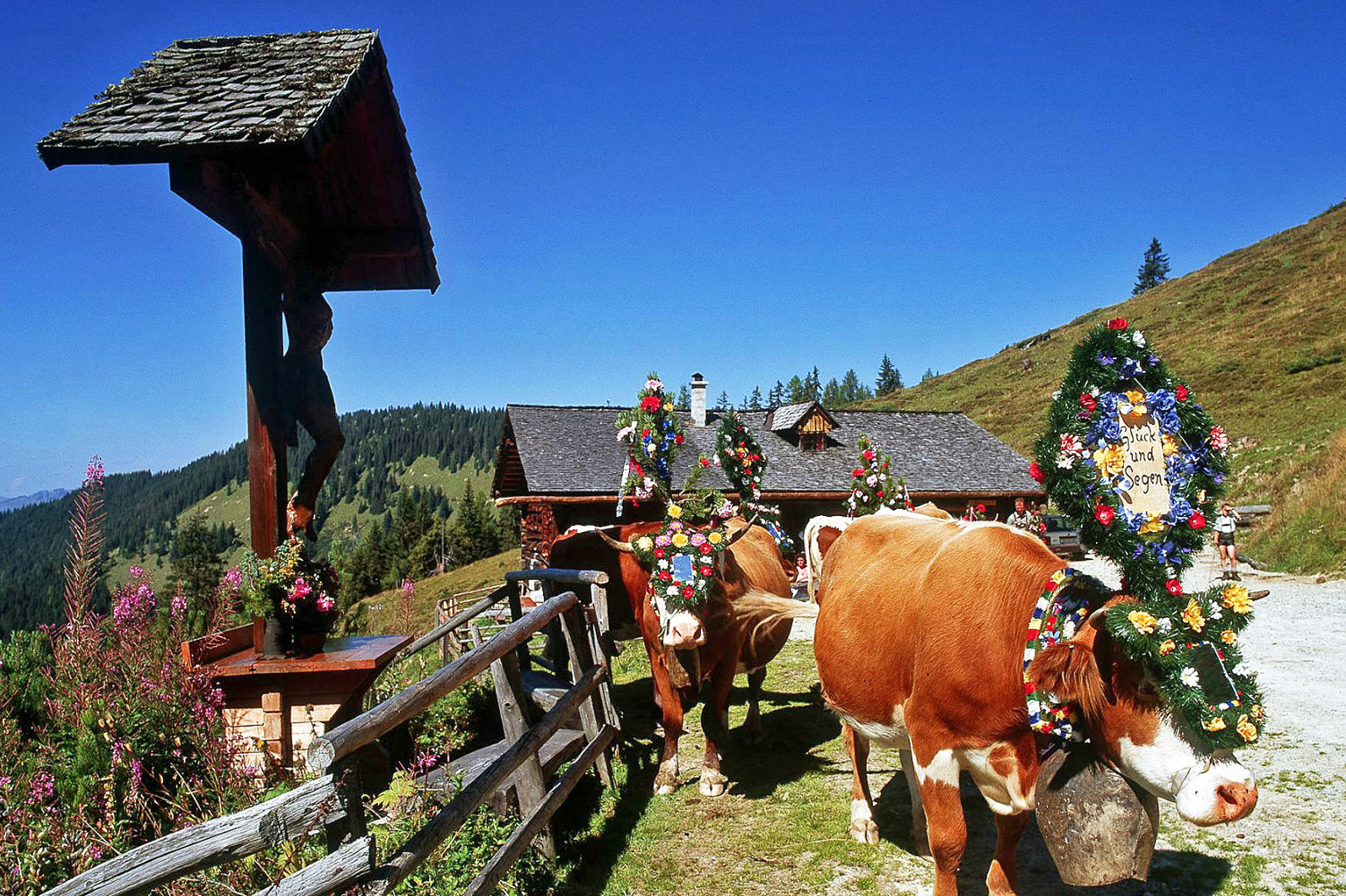 Sommerurlaub in Österreich - Kühe auf der Weide beim Alm-Abtrieb in Salzburger Land